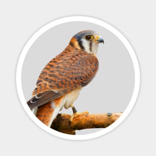 Profile of a American Kestrel Sparrowhawk Magnet